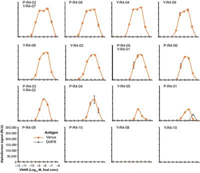 VNAR development through antigen immunization of Japanese topeshark (Hemitriakis japanica)